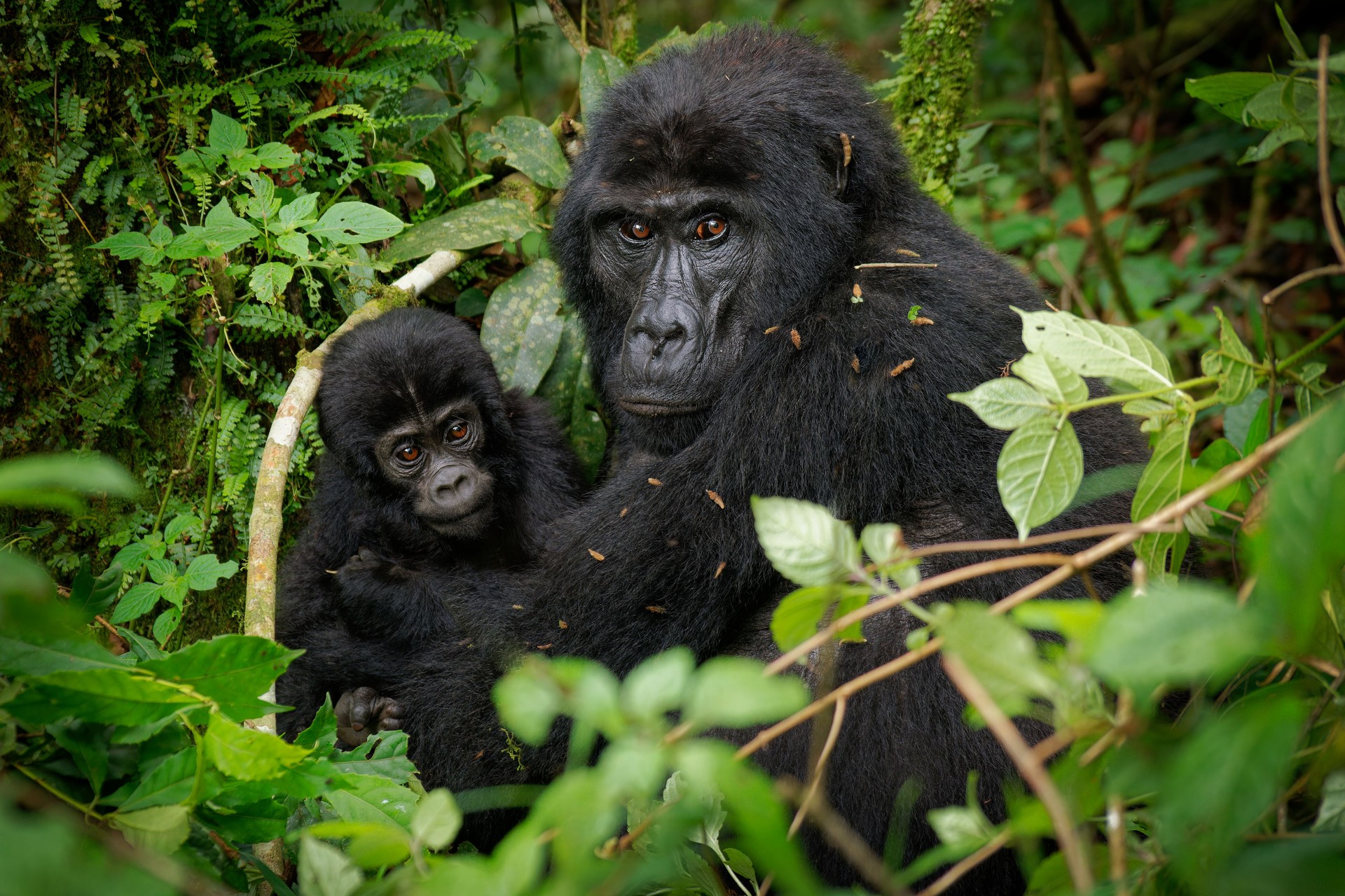 Eastern Gorilla (Gorilla beringei) critically endangered largest living primate, lowland gorillas or Grauer's gorillas (graueri) in the green rainforest, adults and child feeding and playing